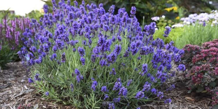 Buscan la rentabilidad del cultivo de lavanda y asociarlo al turismo