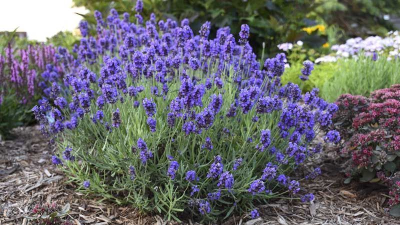 Buscan la rentabilidad del cultivo de lavanda y asociarlo al turismo