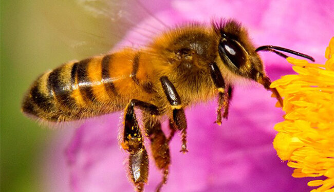 Llamado a la reflexión en el día mundial de las abejas