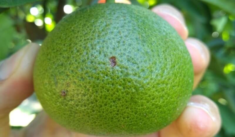 Alertan por un hongo que afecta a los cítricos del NEA