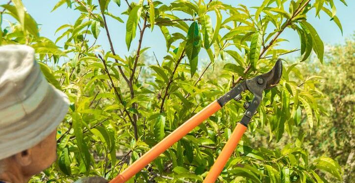 Consejos para una poda de otoño efectiva