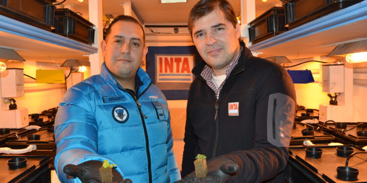 Germinaron los primeros plantines hortícolas en la Antártida Argentina