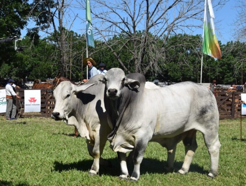 Inició con rotundo éxito la Expo Nacional de Razas en Corrientes