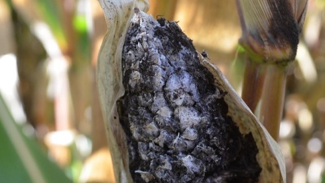 Una antigua enfermedad vuelve a amenazar al maíz