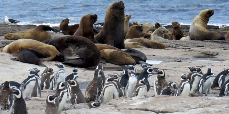 «Islote lobos» se llama el nuevo parque nacional de Argentina
