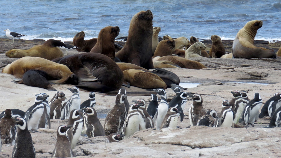 «Islote lobos» se llama el nuevo parque nacional de Argentina