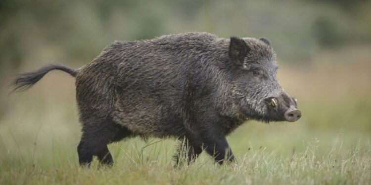 NEUQUÉN: Al encontrar jabalíes con triquinosis piden a la población no consumir esta especie