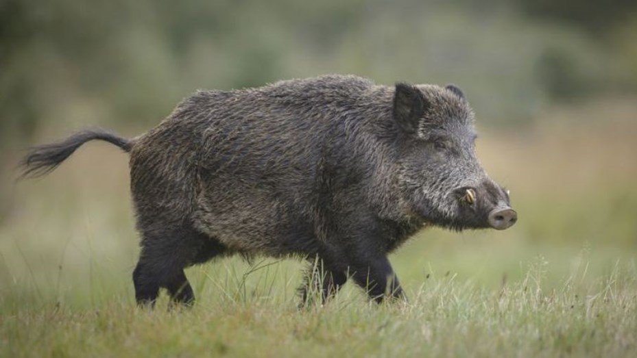 NEUQUÉN: Al encontrar jabalíes con triquinosis piden a la población no consumir esta especie