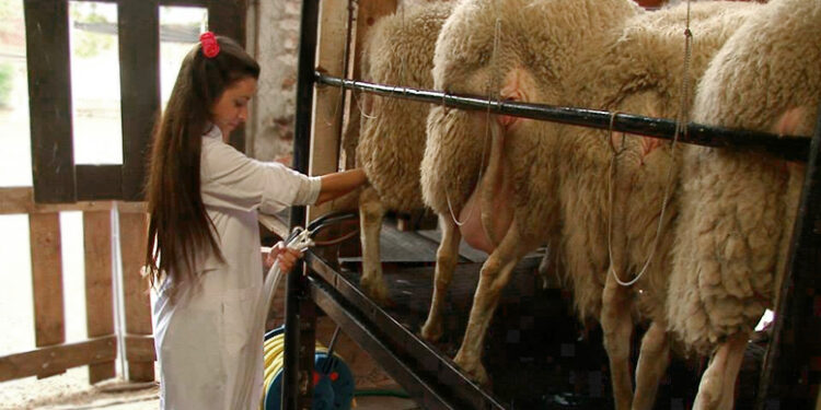 Mejoran la producción y calidad de leche ovina con un cambio en la dieta