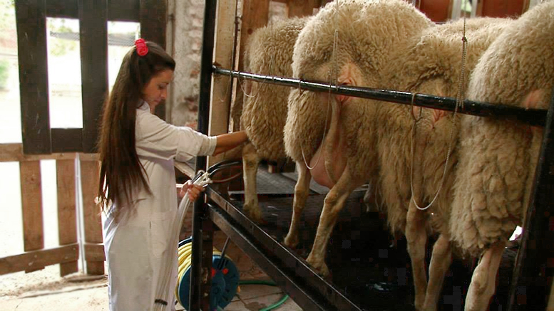 Mejoran la producción y calidad de leche ovina con un cambio en la dieta