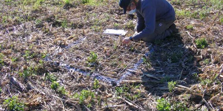 El control de malezas invernales sin herbicidas es posible