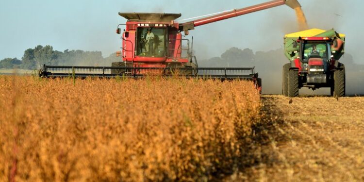 El promedio de la soja en Tucumán alcanzó los 2600 kg/ha