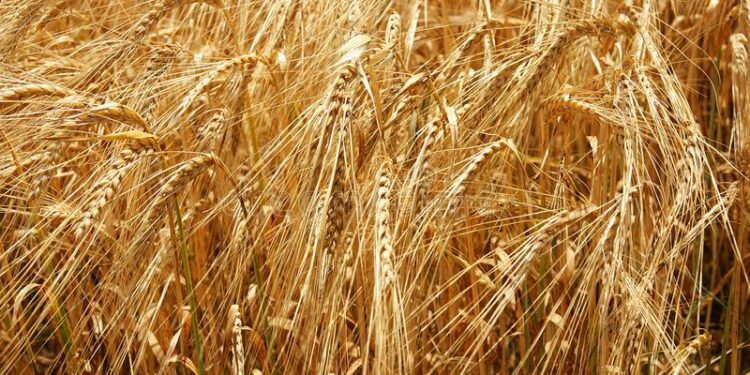 El trigo se enfrenta a una menor área sembrada y un escenario sombrío