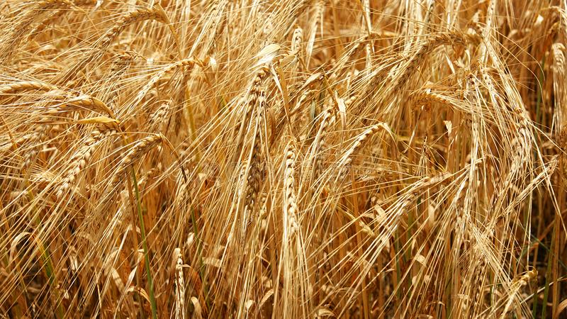 El trigo se enfrenta a una menor área sembrada y un escenario sombrío