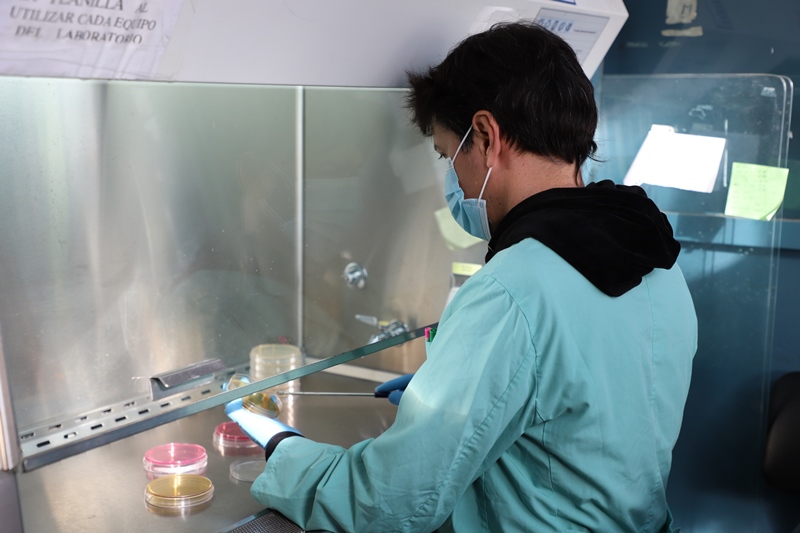 Síndrome Urémico Hemolítico: desarrollan una vacuna contra Escherichia Coli en bovinos