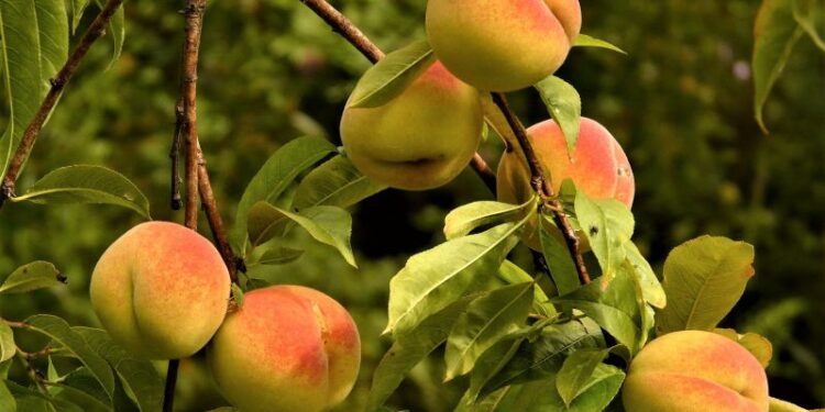 Investigan alternativas para el control de enfermedades en el cultivo de durazno