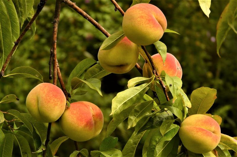 Investigan alternativas para el control de enfermedades en el cultivo de durazno