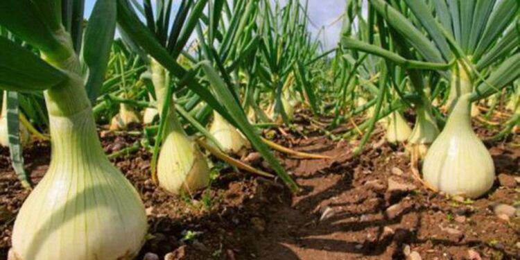 El cultivo de cebolla dulce busca posicionarse en Mendoza