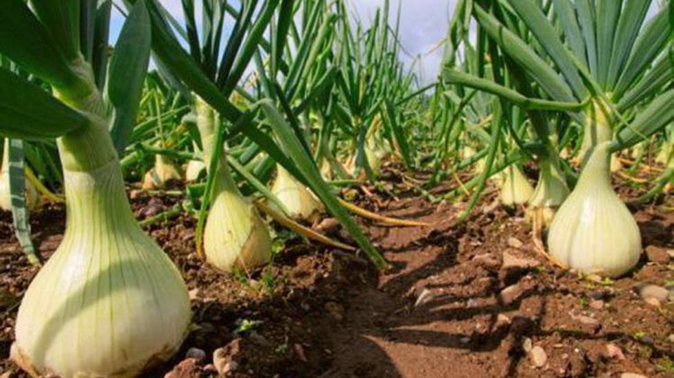El cultivo de cebolla dulce busca posicionarse en Mendoza