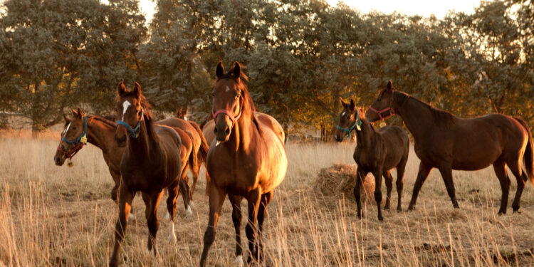 Frigoríficos plantearon un proyecto para seguir la trazabilidad de los equinos con un chip