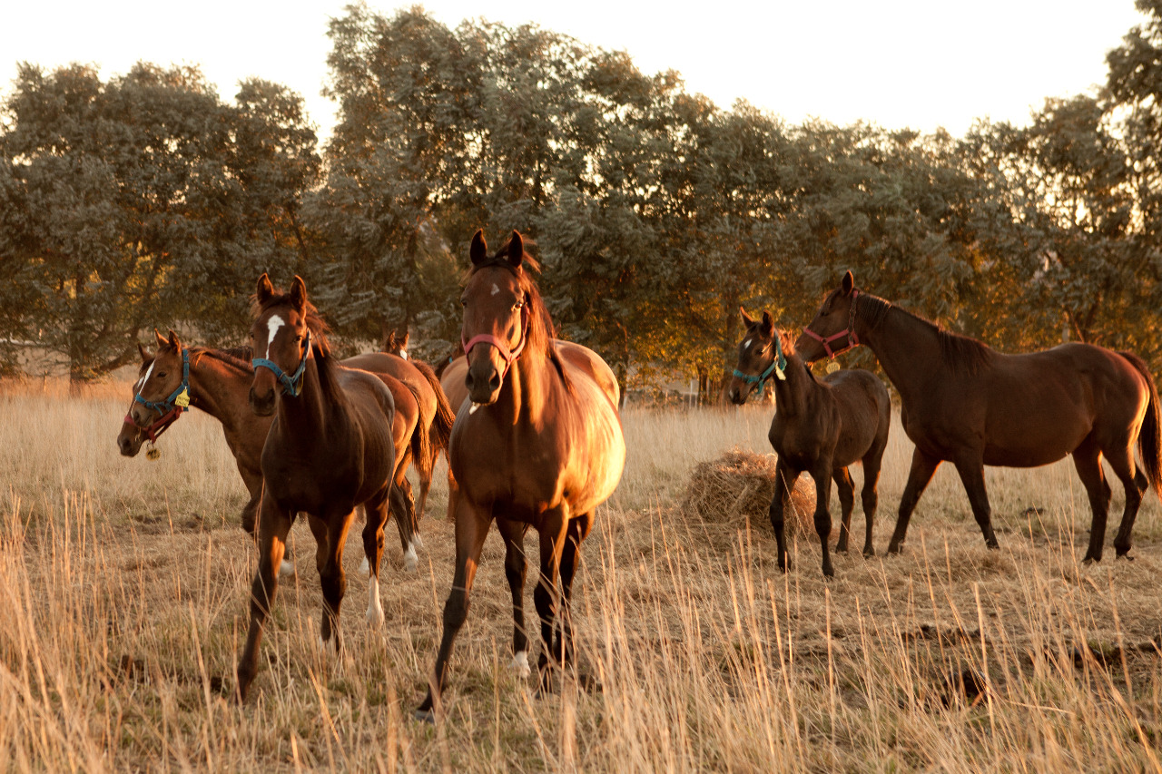 Frigoríficos plantearon un proyecto para seguir la trazabilidad de los equinos con un chip