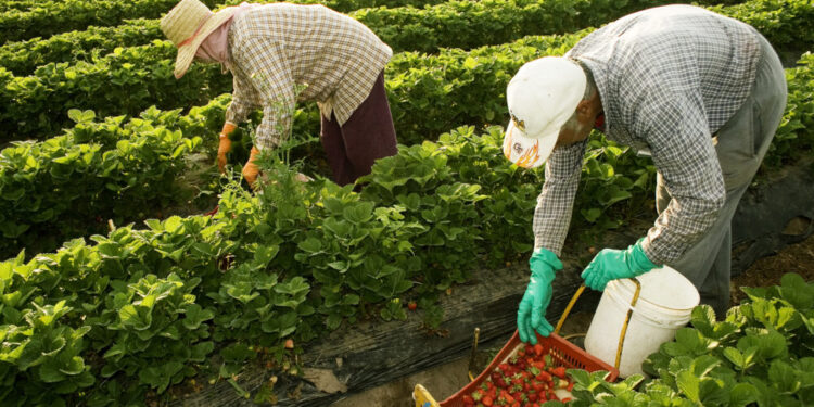 Inició la cosecha de frutilla con falta de personal para levantar las frutas