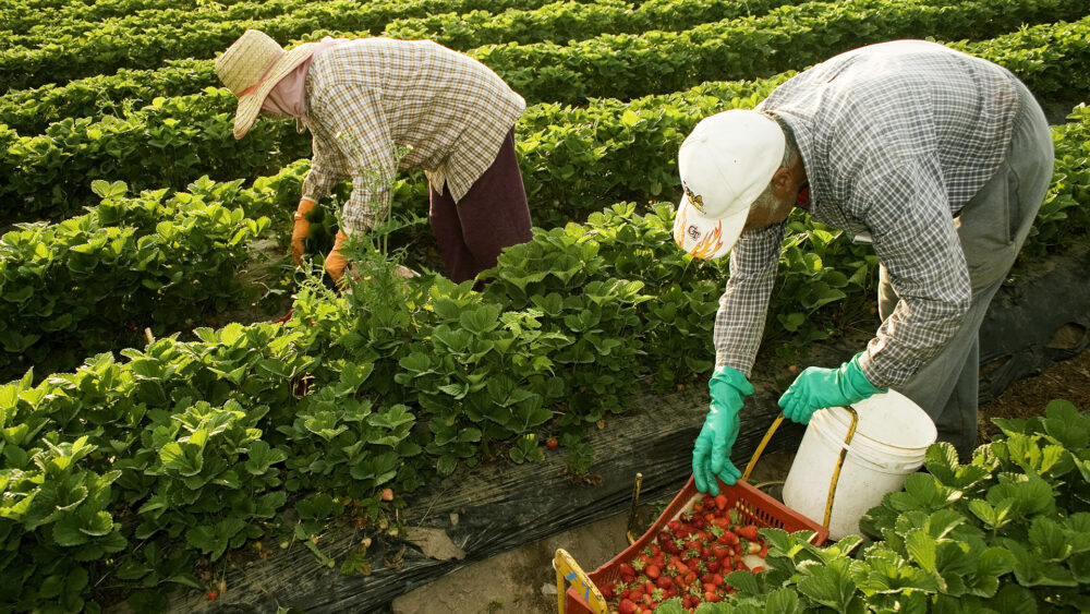 Inició la cosecha de frutilla con falta de personal para levantar las frutas