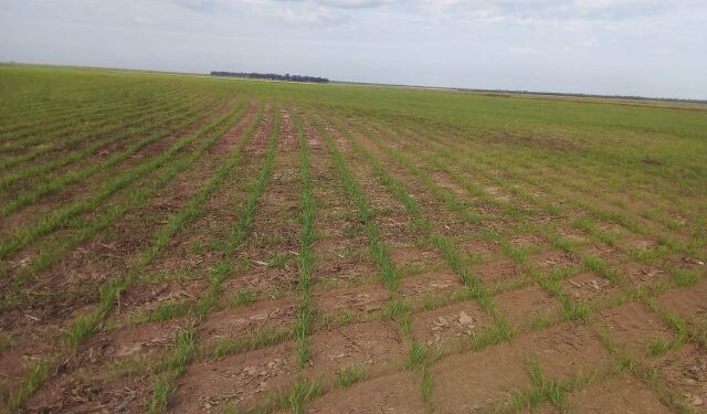 Finalizó la siembra de trigo en la provincia con un total de 78 mil hectáreas