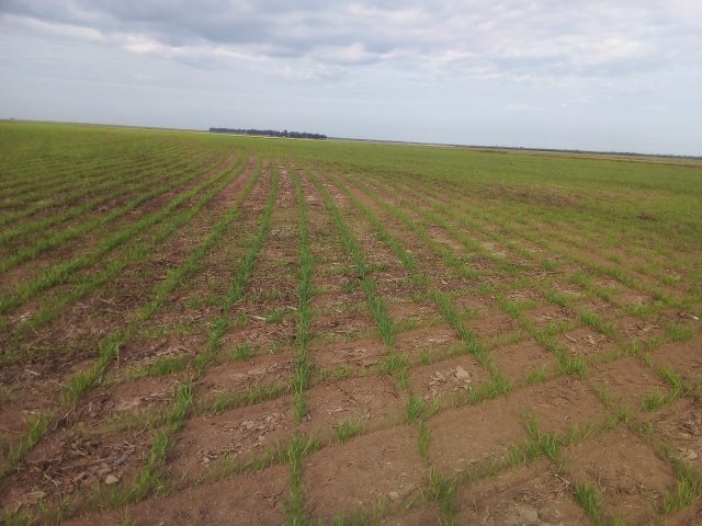Finalizó la siembra de trigo en la provincia con un total de 78 mil hectáreas