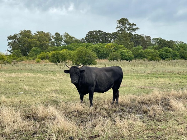 El bife argentino de wagyu es el más caro del mundo