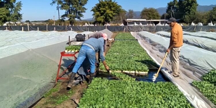 Se acerca el fin de la siembra de tabaco en Tucumán