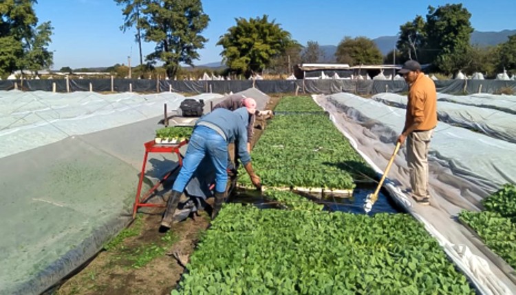 Se acerca el fin de la siembra de tabaco en Tucumán