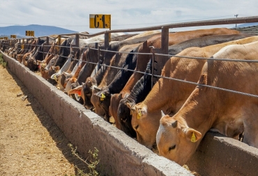 La sequía en Estados Unidos obliga a reducir el stock ganadero