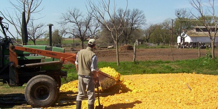 Alimentan ganado con los limones que no se pueden comercializar en el NOA