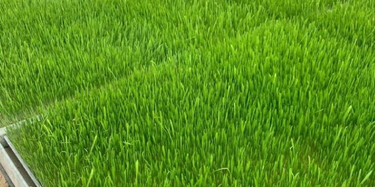 Proponen forraje hidropónico para la alimentación animal