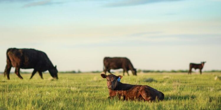 El secreto de Estados Unidos para obtener asombrosos índices de producción