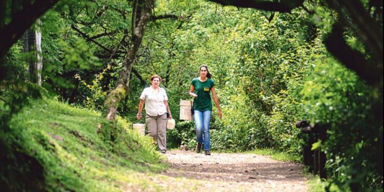 Realizarán una megaproyecto de restauración ecológica en Horco Molle