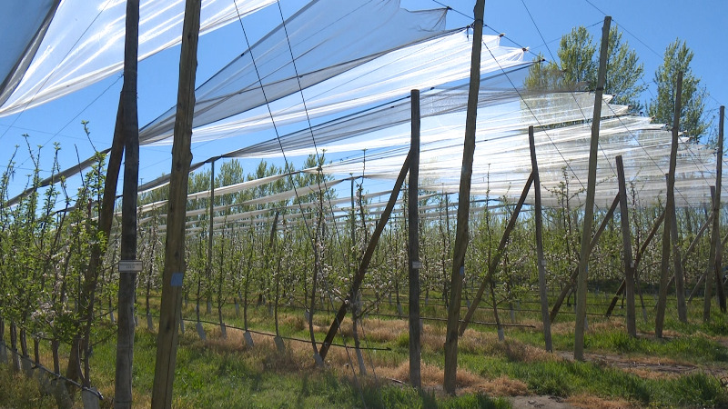 Analizan el efecto de mallas antigranizo para proteger las producciones