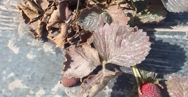 Una nueva enfermedad está causando graves daños al cultivo de frutilla