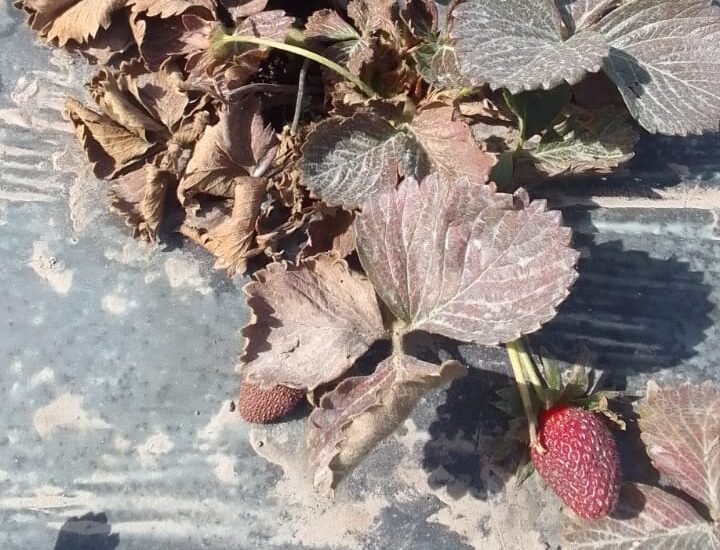 Una nueva enfermedad está causando graves daños al cultivo de frutilla