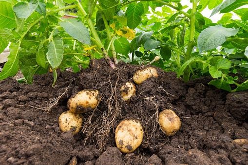 Crece la producción de papa tardía en Tucumán