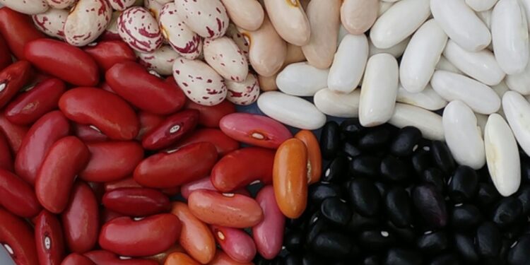 Desarrollan nuevas variedades de poroto para producir en el NOA
