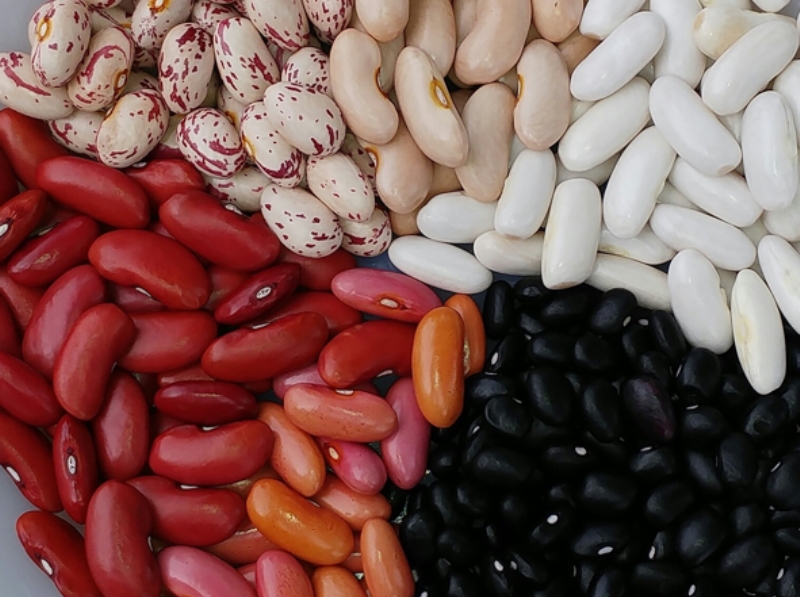 Desarrollan nuevas variedades de poroto para producir en el NOA