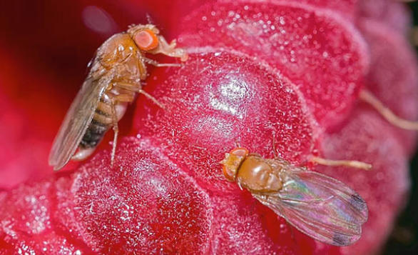 Una avispa podría salvar las frutas finas de todo el país
