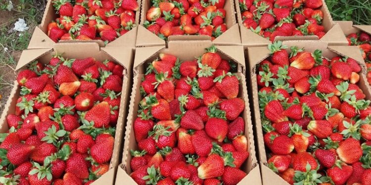 Tucumán lidera la producción de frutilla orgánica