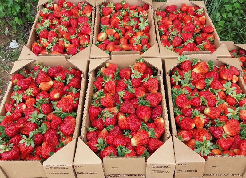 Tucumán lidera la producción de frutilla orgánica