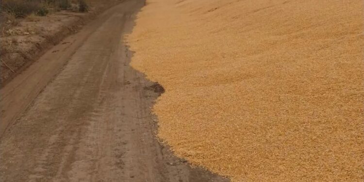 A un productor tucumano le rompieron 5 silobolas y las pérdidas son millonarias