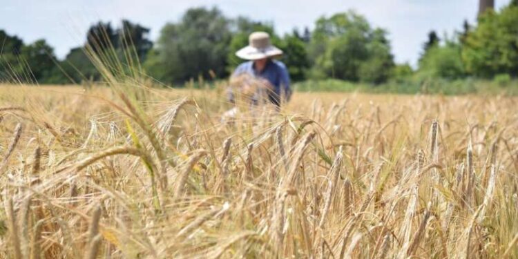 Pronostican caídas del 13% para la cebada