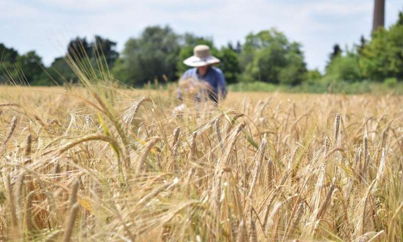 Pronostican caídas del 13% para la cebada