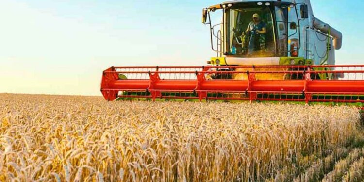 Comenzó la trilla de trigo con rindes bajísimos